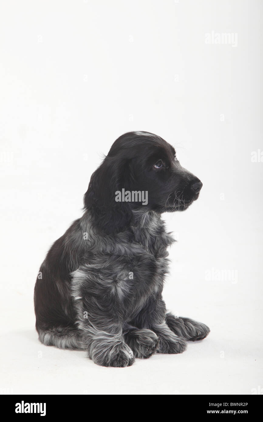 English Cocker Spaniel, Welpe, 10 Wochen Stockfoto