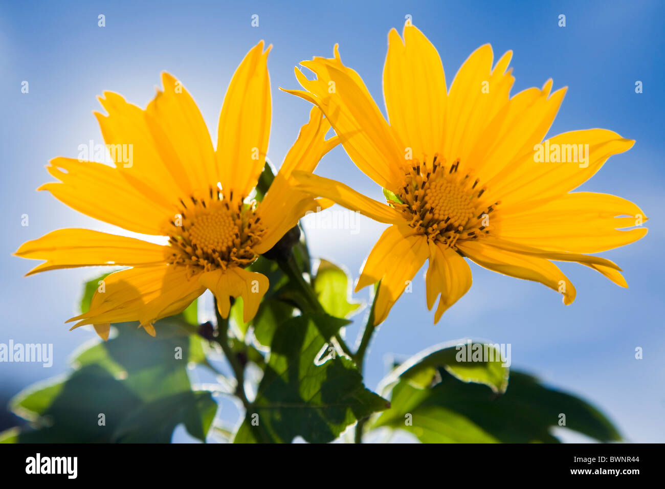 Die mexikanische Sonnenblume Tithonia Diversifolia in Blüte mit Sonnenlicht hinter Stockfoto