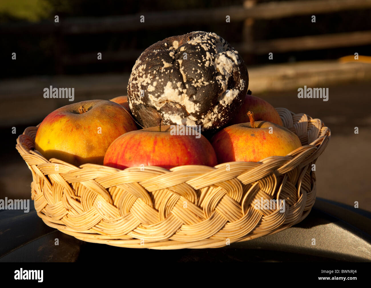 Ein fauler Apfel in guten Apfelkorb UK Stockfoto