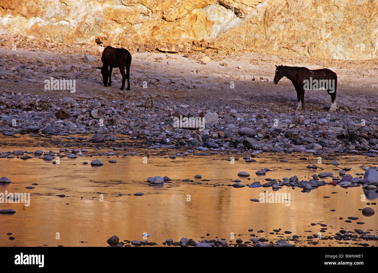 Die Pferde ruhen in der Nähe von einem Fluss bei Sonnenuntergang, Copper Canyon, Batopilas, Staat Chihuahua, Mexiko. Stockfoto