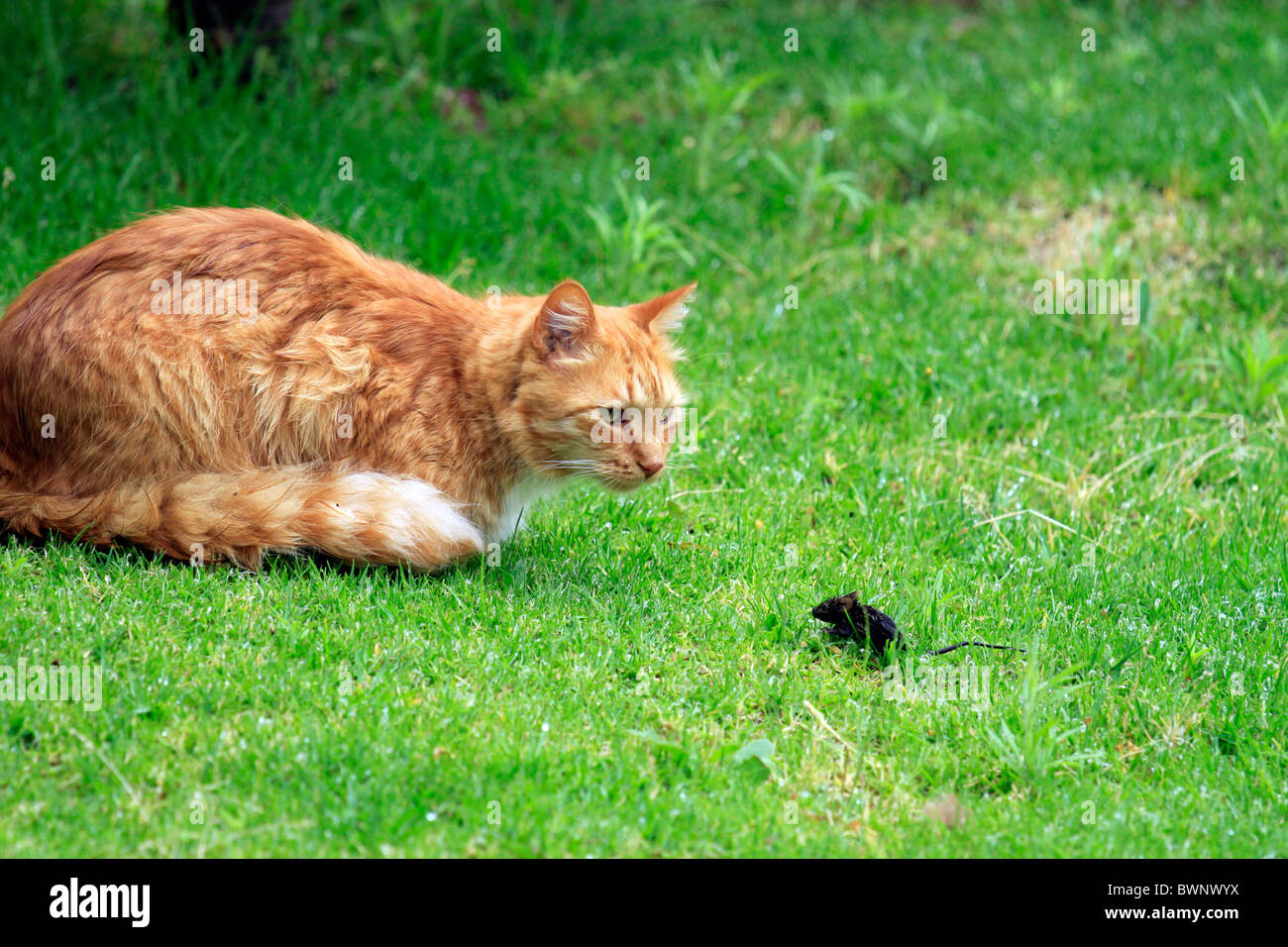 Ginger cat Stalking kleine Maus im Garten Stockfotografie Alamy