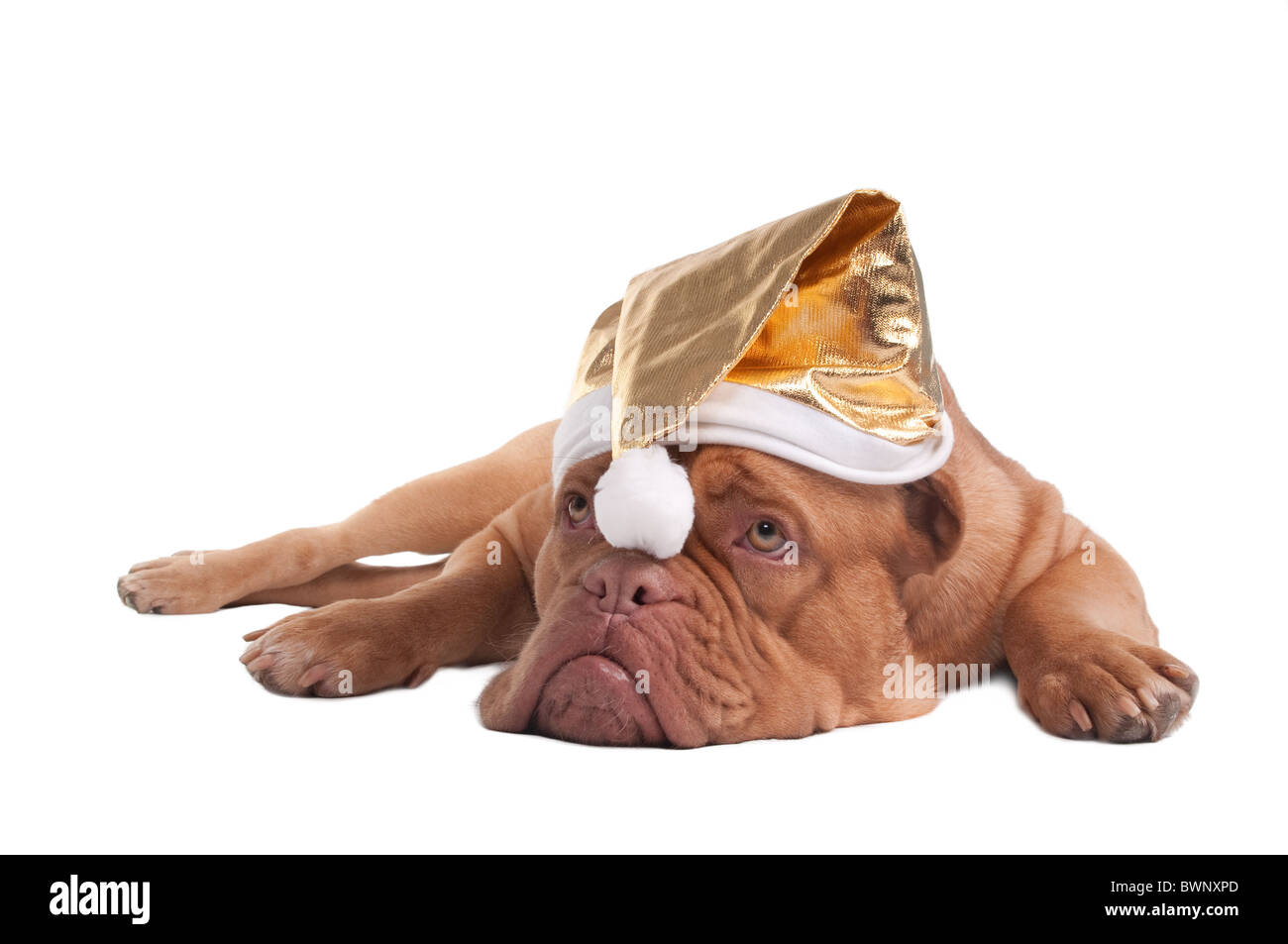 De Bordeaux Dogge Welpe mit goldenen Weihnachtsmütze Stockfoto