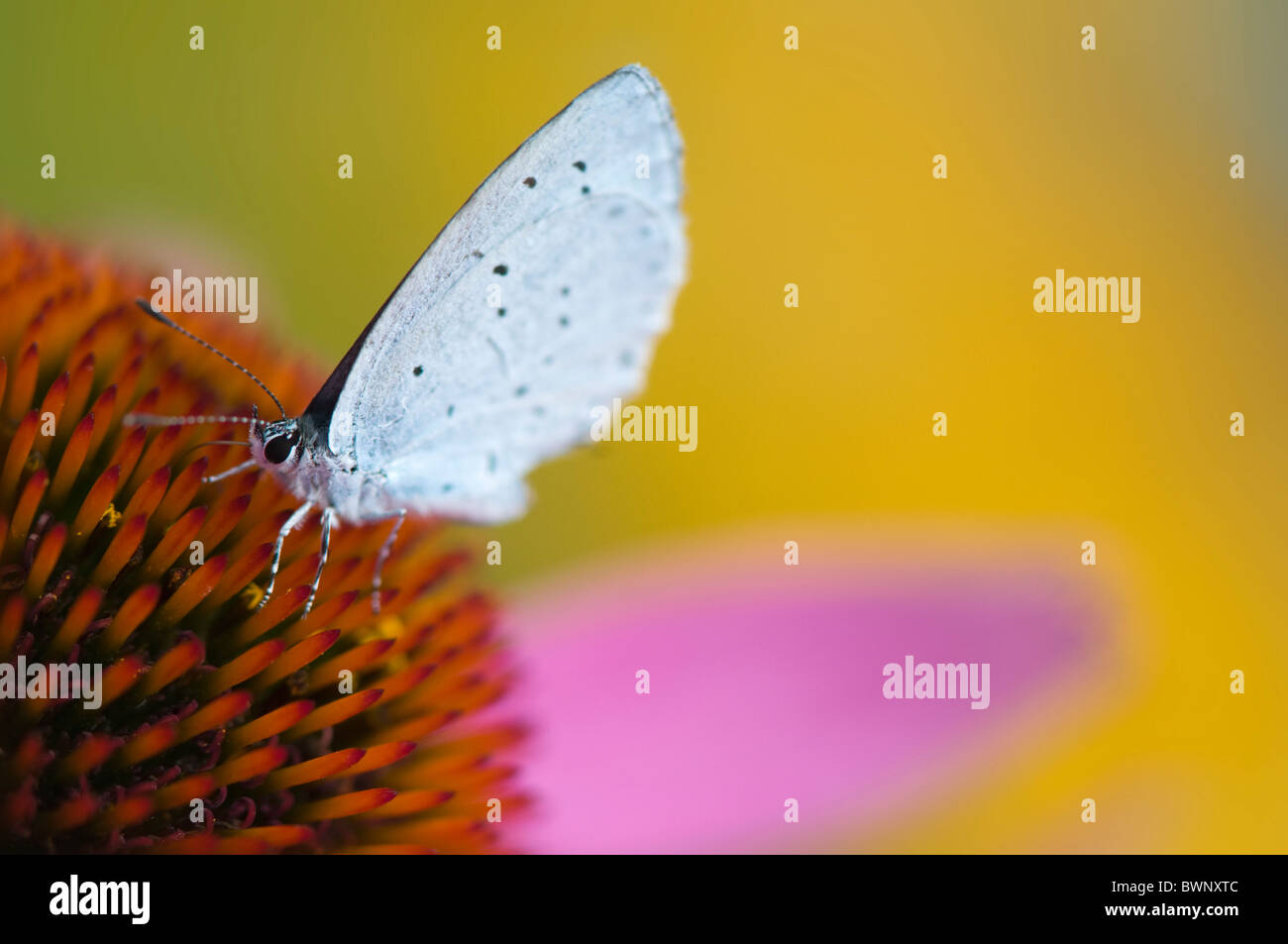 Einen einzigen gemeinsamen blauer Schmetterling - Polyommatus Icarus auf einer Blume lila Kegel - Echinacea purpurea Stockfoto