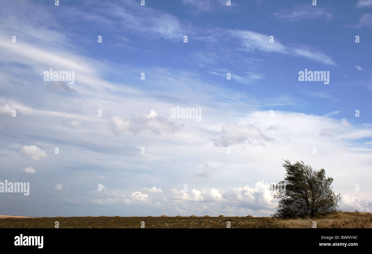 abgeernteten Weizenfeld und einsame Baum Stockfoto