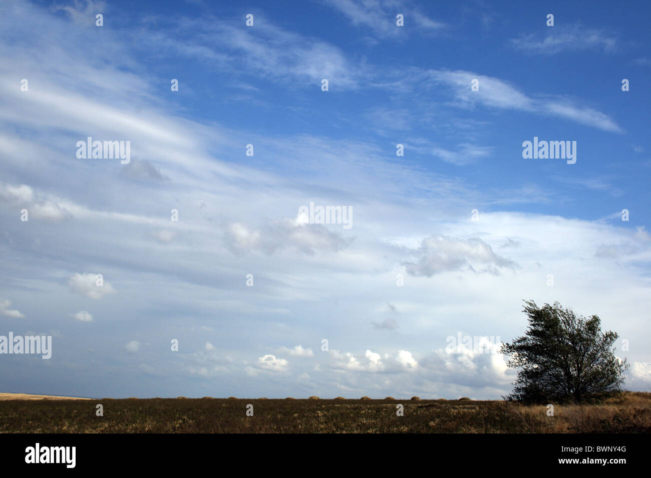 abgeernteten Weizenfeld und einsame Baum Stockfoto