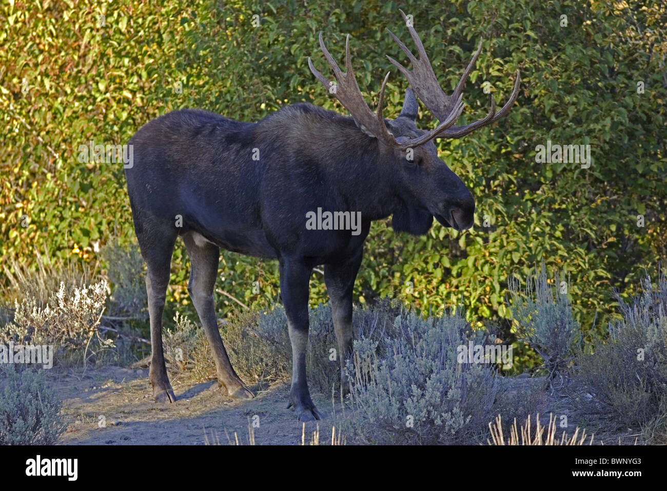 Bull Moose in Wäldern, Grand Teton Stockfoto