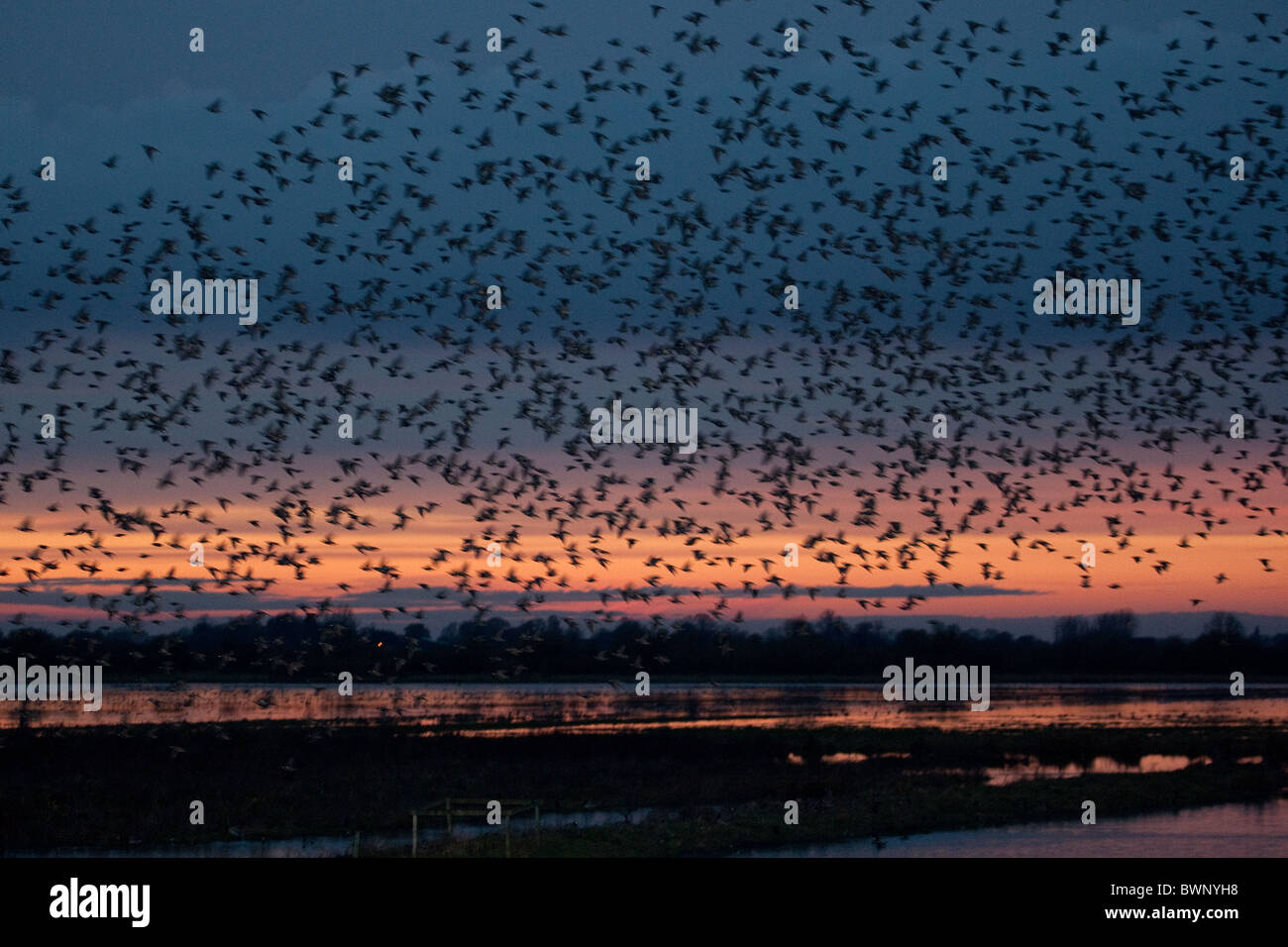 Murmuration der Stare Spektakel bei Sonnenuntergang über die Great Ouse wäscht. Stockfoto