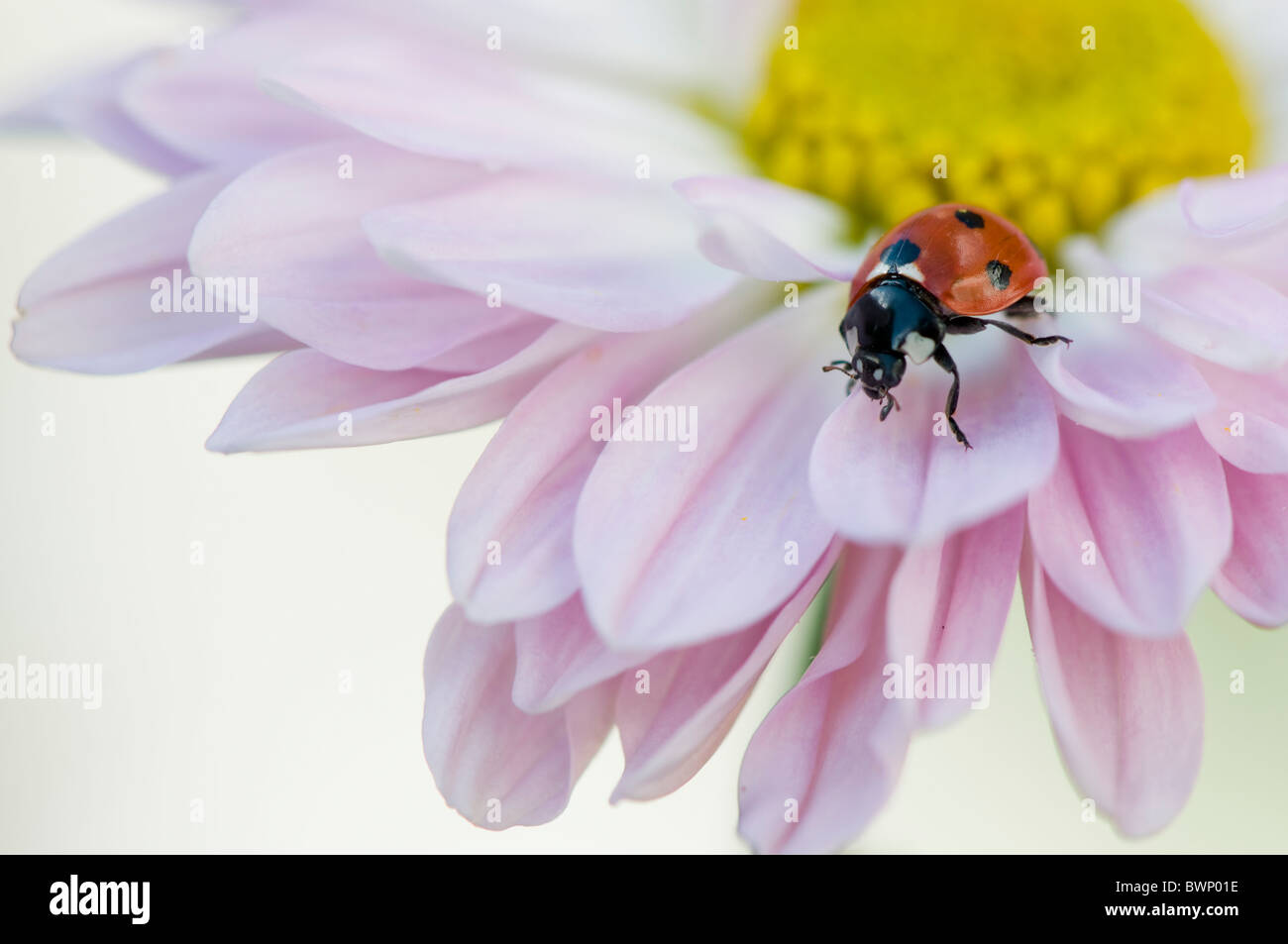 Ein sieben Spot Ladybird - Coccinell-7-Trommler ruht auf die Blütenblätter einer Blume rosa Gänseblümchen Stockfoto