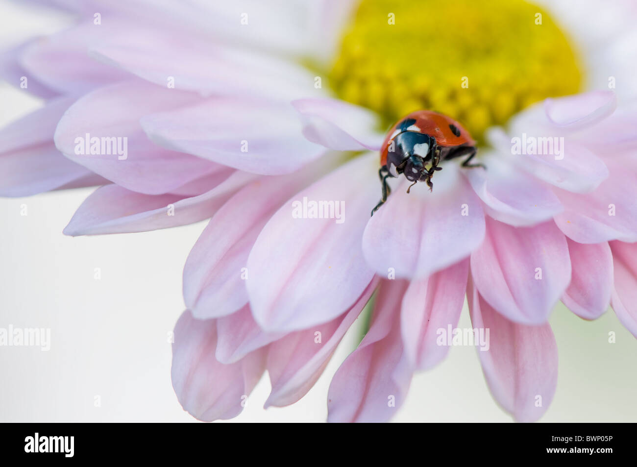 Ein sieben Spot Ladybird - Coccinell-7-Trommler ruht auf die Blütenblätter einer Blume rosa Gänseblümchen Stockfoto