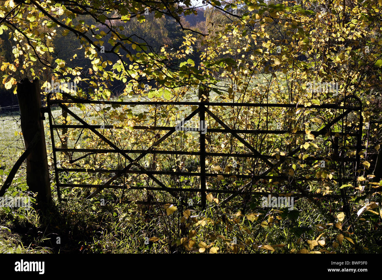 Herbst-Wald-Szene mit Metalltor Stockfoto