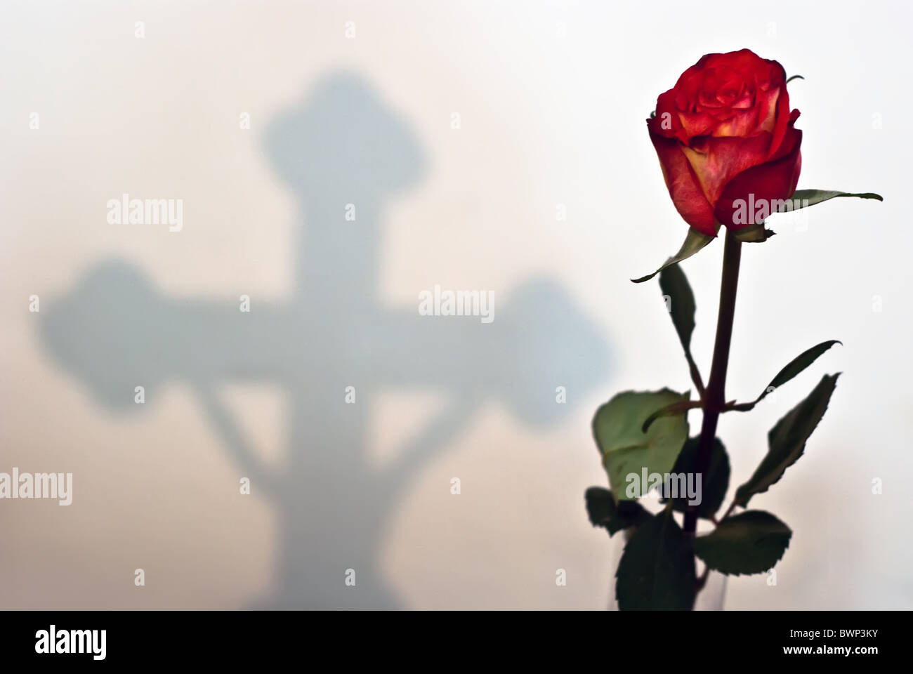 rote Rose mit einem Kreuz im Hintergrund Schatten Stockfotografie - Alamy