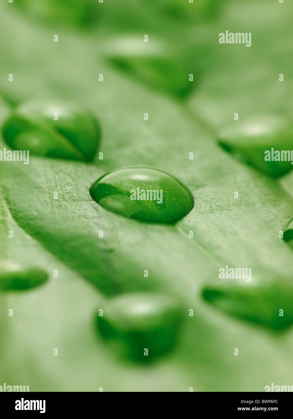 Wassertropfen auf einem Blatt hautnah Stockfoto
