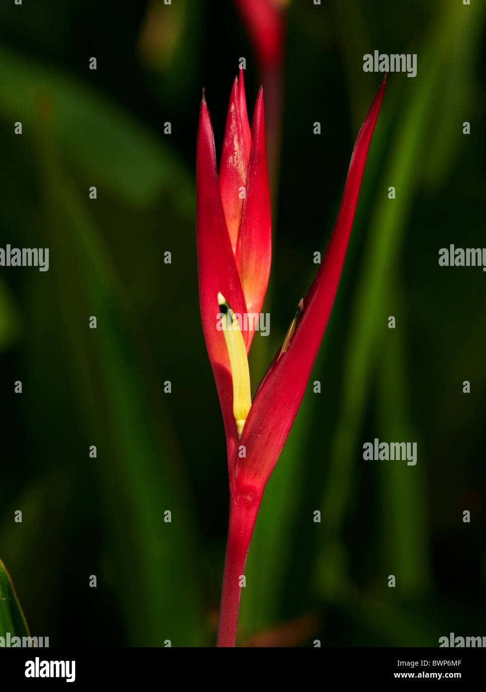 HELICONIA PSITTACORUM rote tropische Blume vor dunklem Hintergrund. Thailand S. E. Asien Stockfoto
