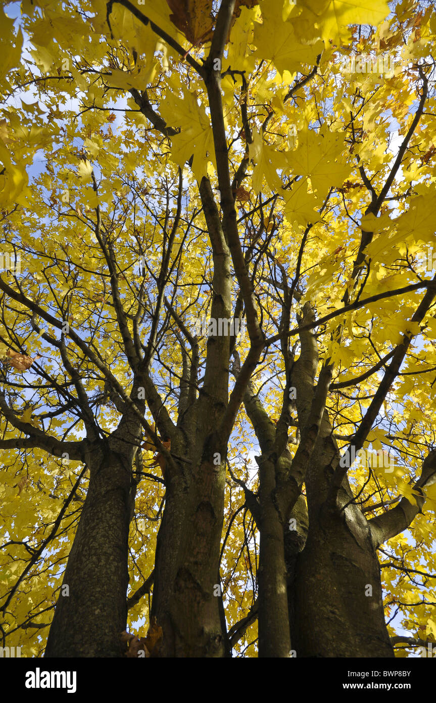 Spitz-Ahornbaum Acer Platanoides im Herbst Stockfoto