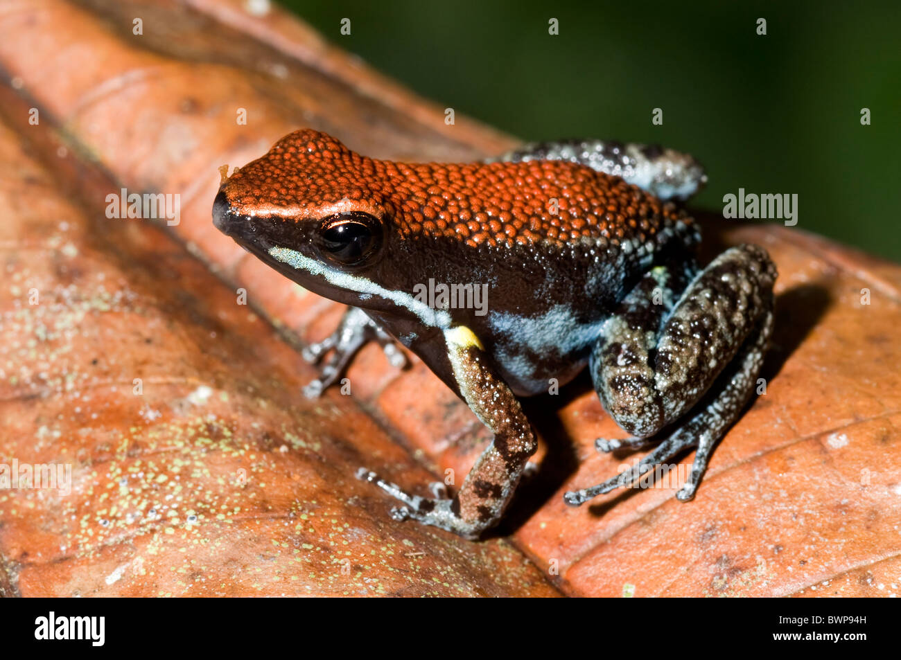 Allobates Zaparo Pfeilgiftfrosch aus Ecuador Stockfoto