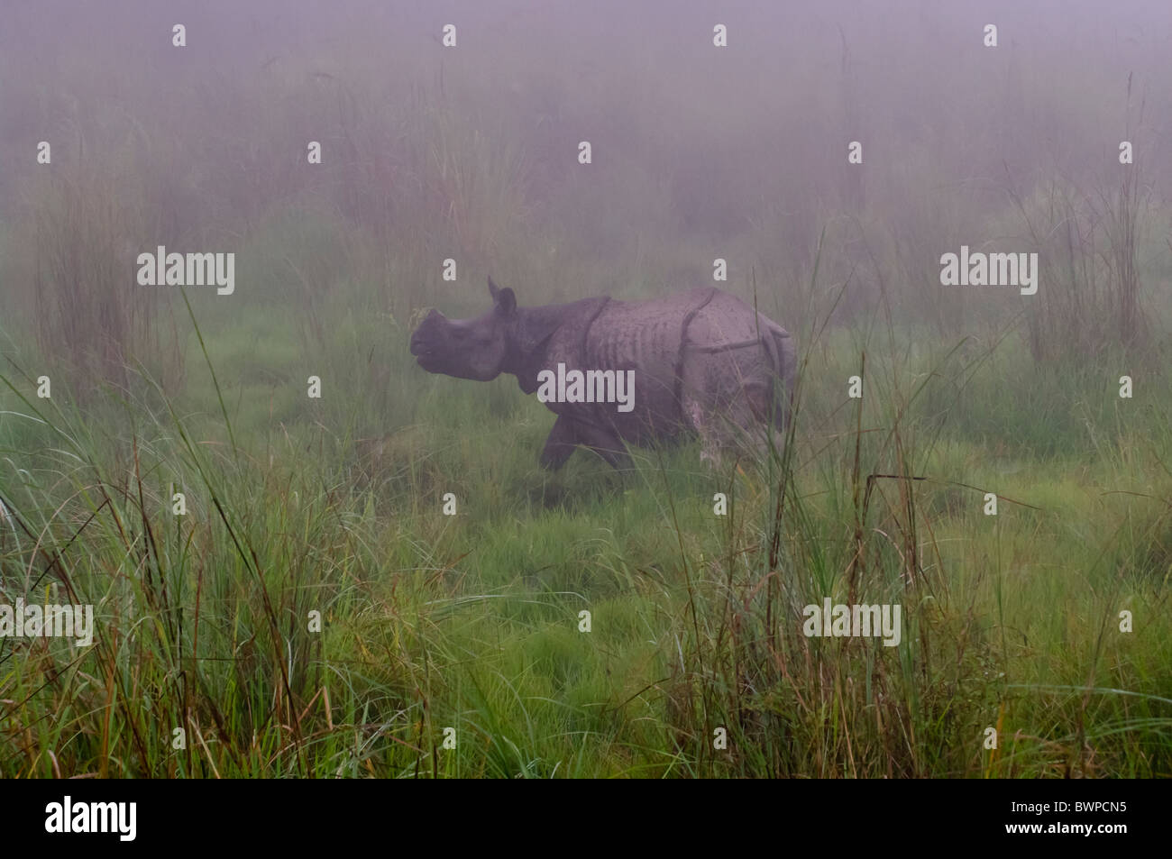 Asiatische One - gehörnten Nashorn im Nebel, Chitwan Nationalpark, Nepal Stockfoto