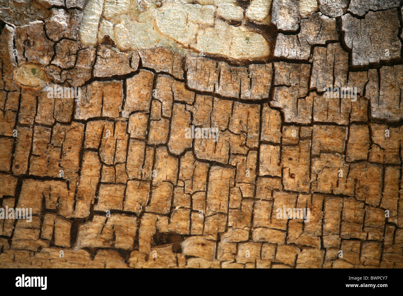 Namibia Afrika Waterberg Sommer 2007 Baum Detal Rinde Struktur Natur Oberfläche Stockfoto