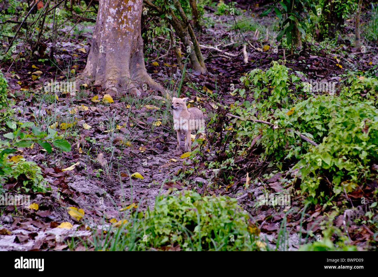 Asiatische Schakal, Chitwan Nationalpark, Nepal Stockfoto