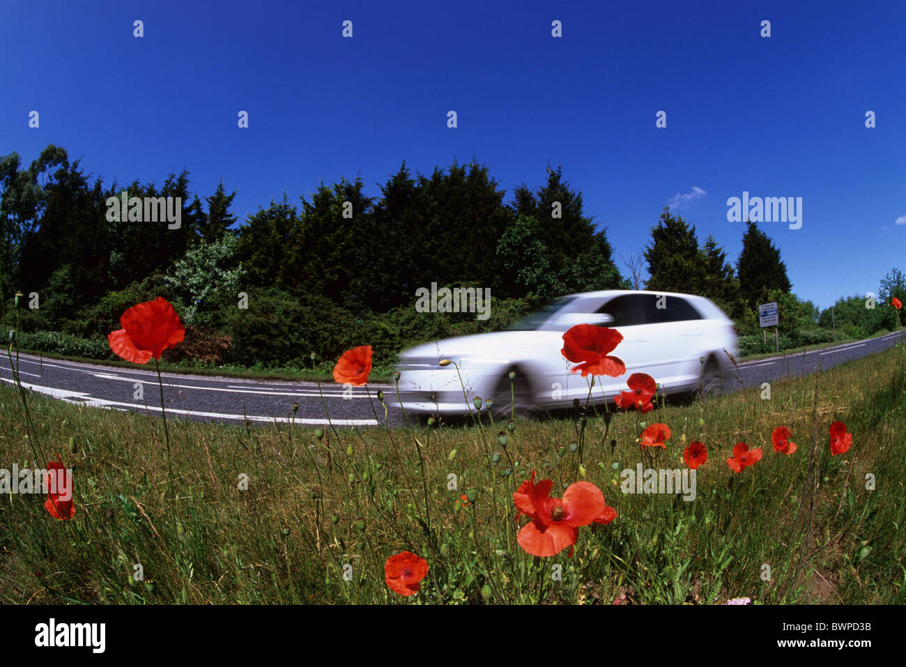 niedrigen Winkel von Pkw auf einspurigen Straße vorbei an Poppys und wilde Blumen in der Nähe von York Yorkshire UK Stockfoto