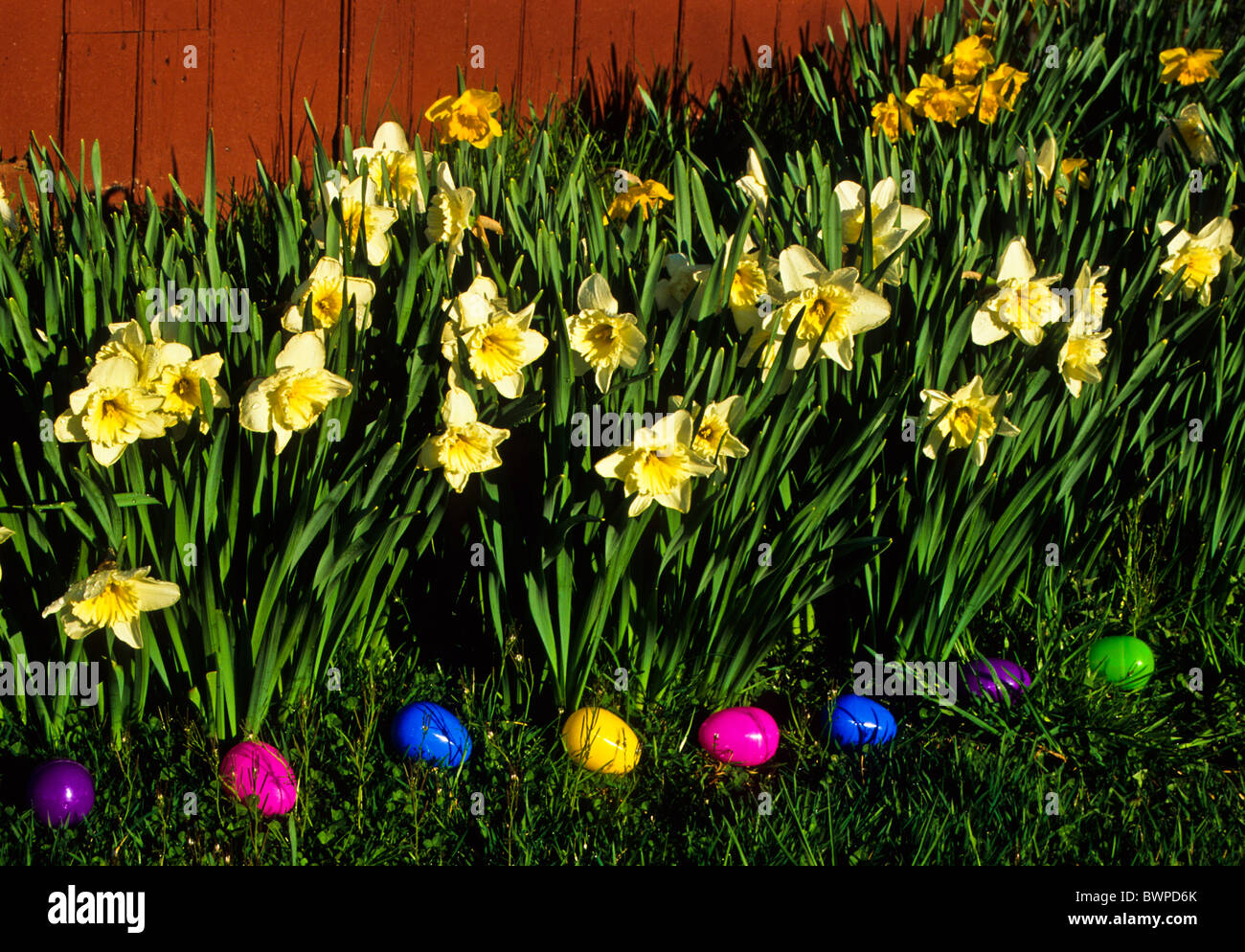 Bunte Nahaufnahme Garten mehrjährige Grenze, Ostereier, Frühling Daffodil, Narzisse gegen eine kleine rote Scheune in New Jersey, USA, Stillleben Narzissen Blumen Stockfoto