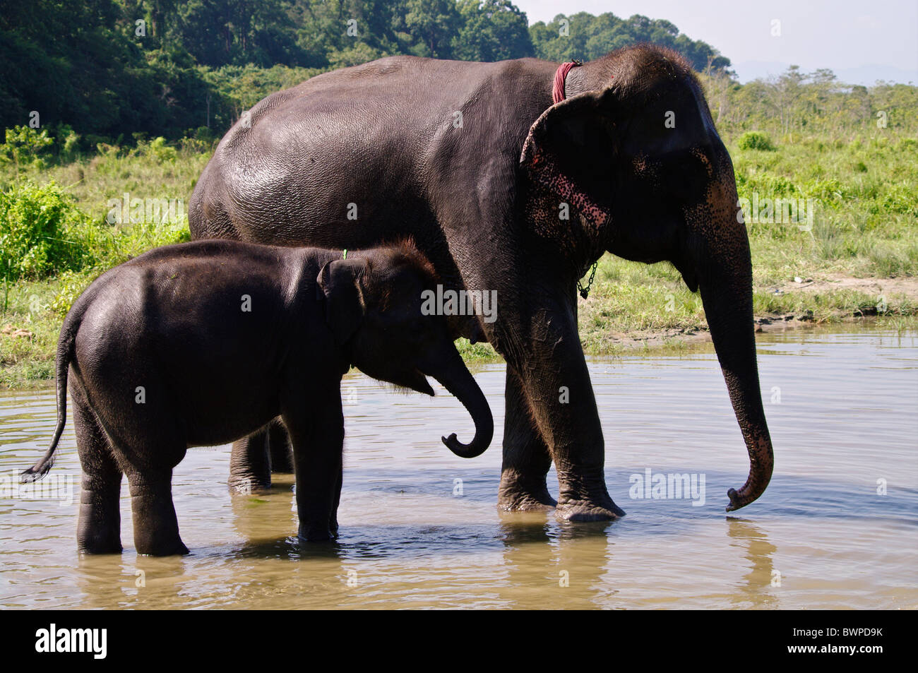 Asiatischer Elefant und Kalb, Chitwan Nationalpark, Nepal Stockfoto