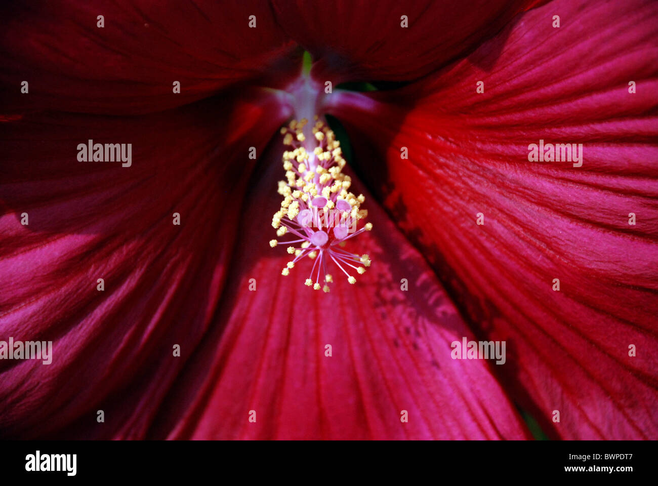 Makro von einer Hibiskusblüte aus Montreal Botanical Gardens Stockfoto