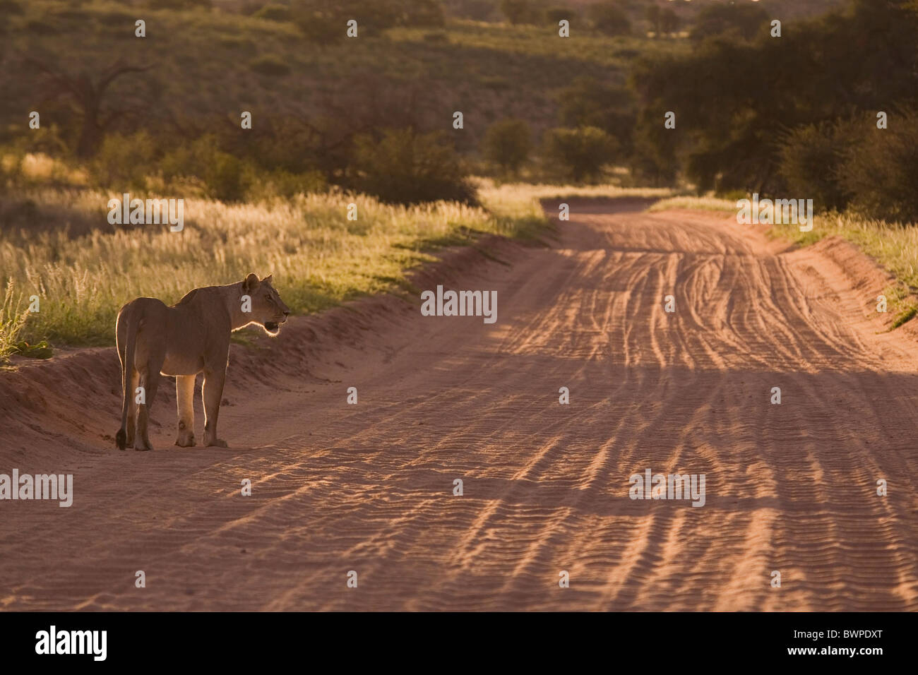 Löwin zu Fuß auf Sand Straße in der Wüste Kalahari, Kgalagadi Transfrontier Park, Gemsbok Park, Südafrika, Botswana Stockfoto