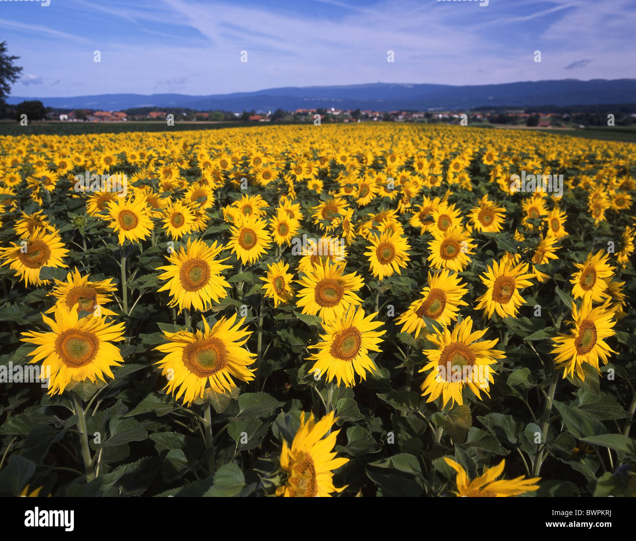 Schweiz Europa Tauffelen Kanton Bern Sonnenblumen Sonnenblumenfeld Felder  Landschaft Landwirtschaft Stockfotografie - Alamy