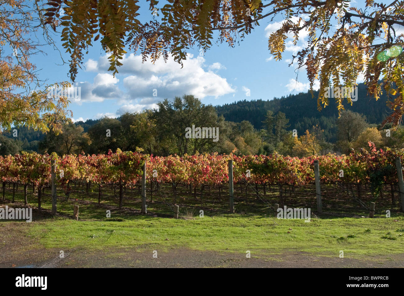 Weingut in Napa Valley Kalifornien Nordamerika USA Stockfoto