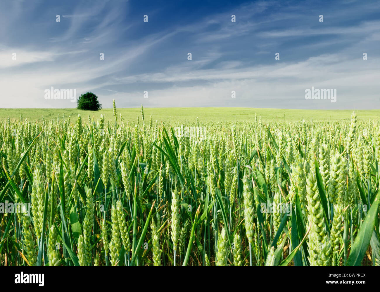 Grünen Wiese des Weizens Stockfoto