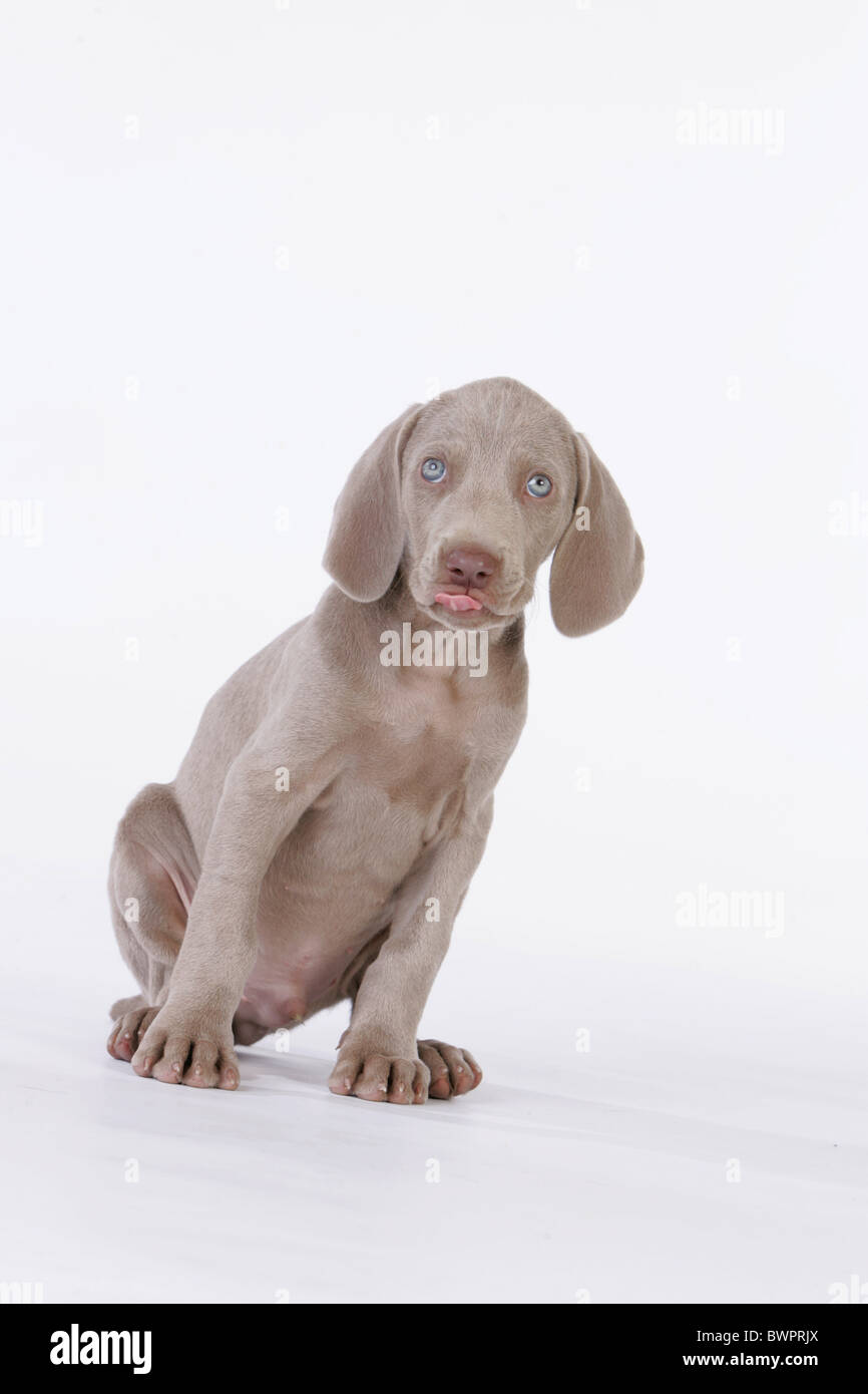 Weimaraner Welpe sitzend Stockfoto