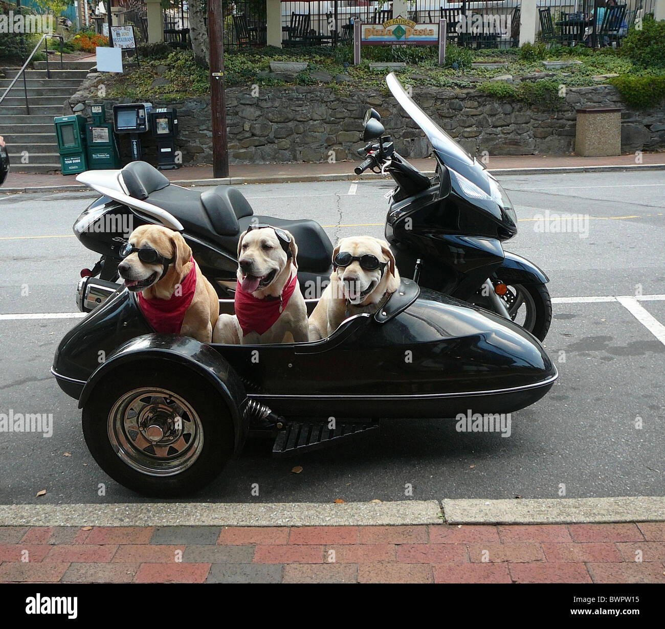 3 Labrador Retriever sitzt im Motorrad-Beiwagen Stockfoto