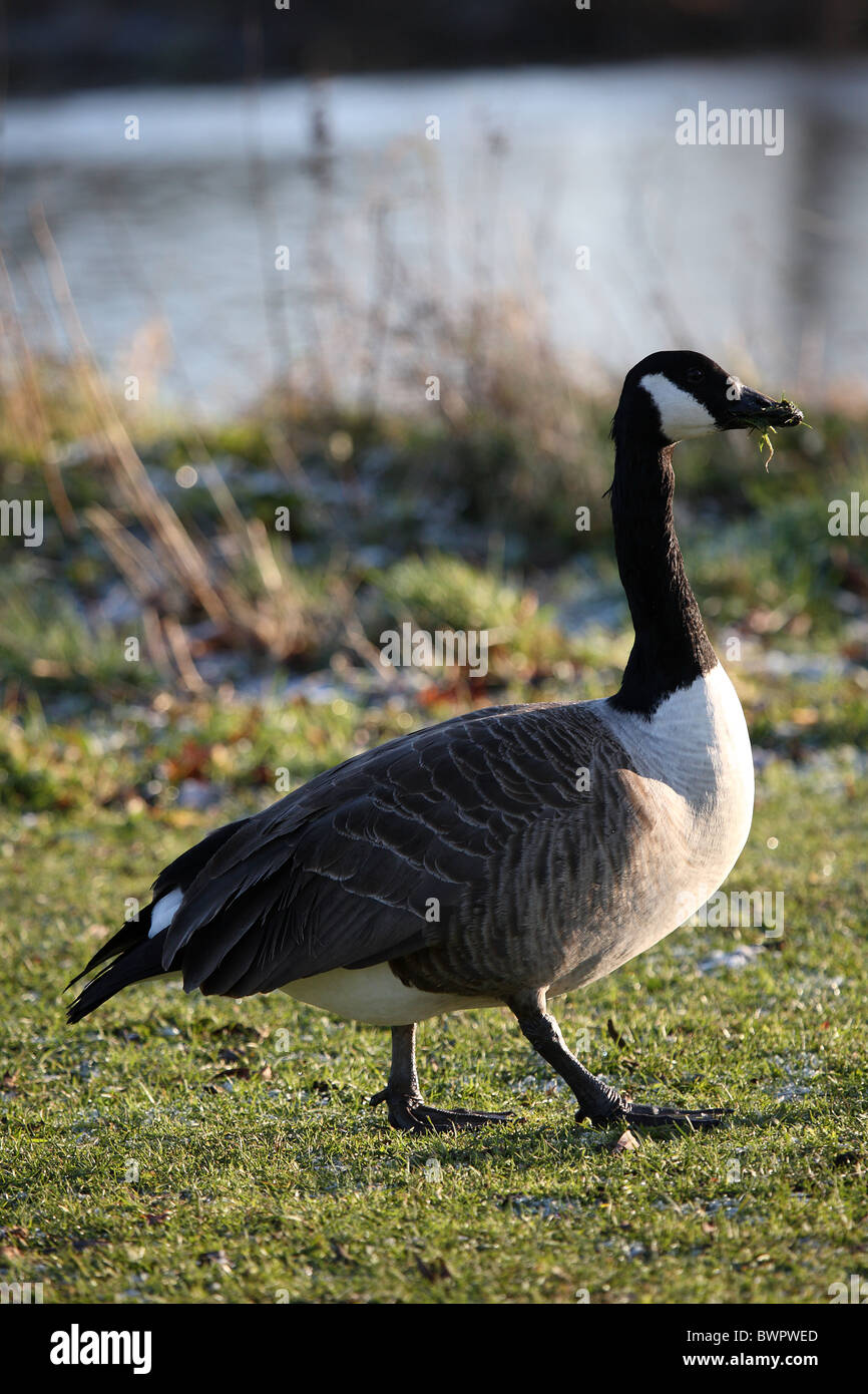 Kanada-Gans Stockfoto