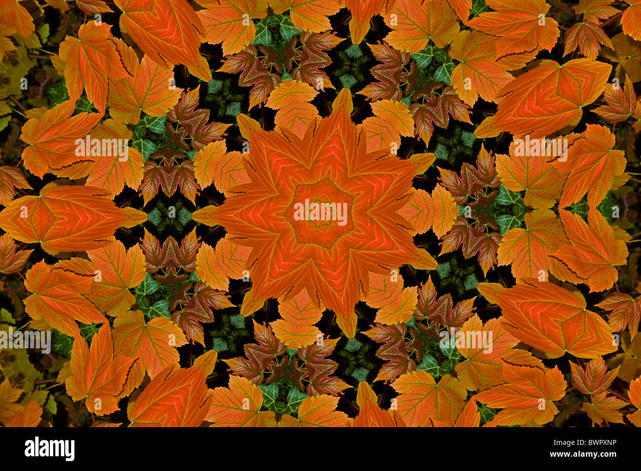 Blatt-Muster-Kaleidoskop Stockfoto