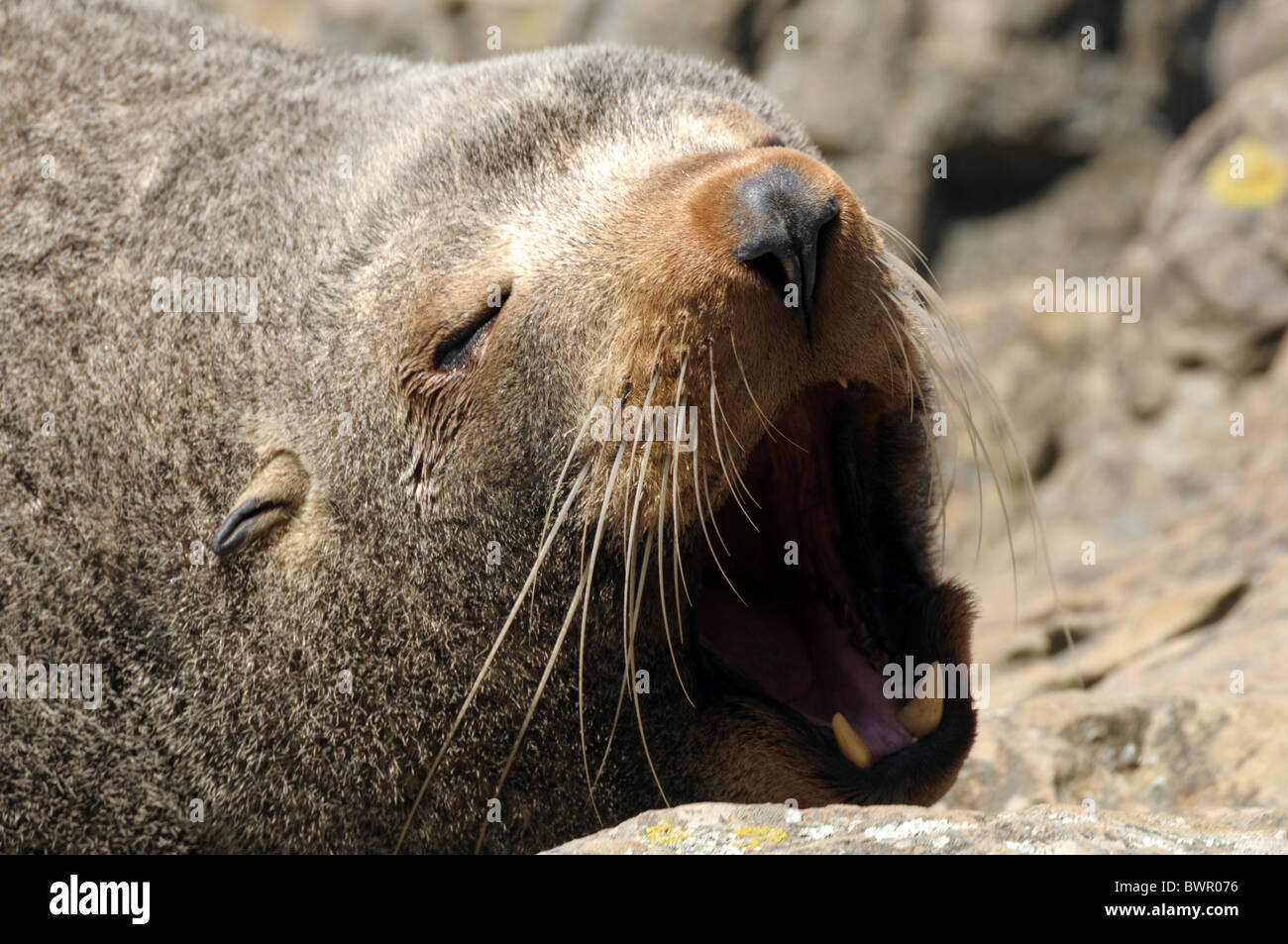 New Zealand Seebär Arctocephalus forsteri Stockfoto