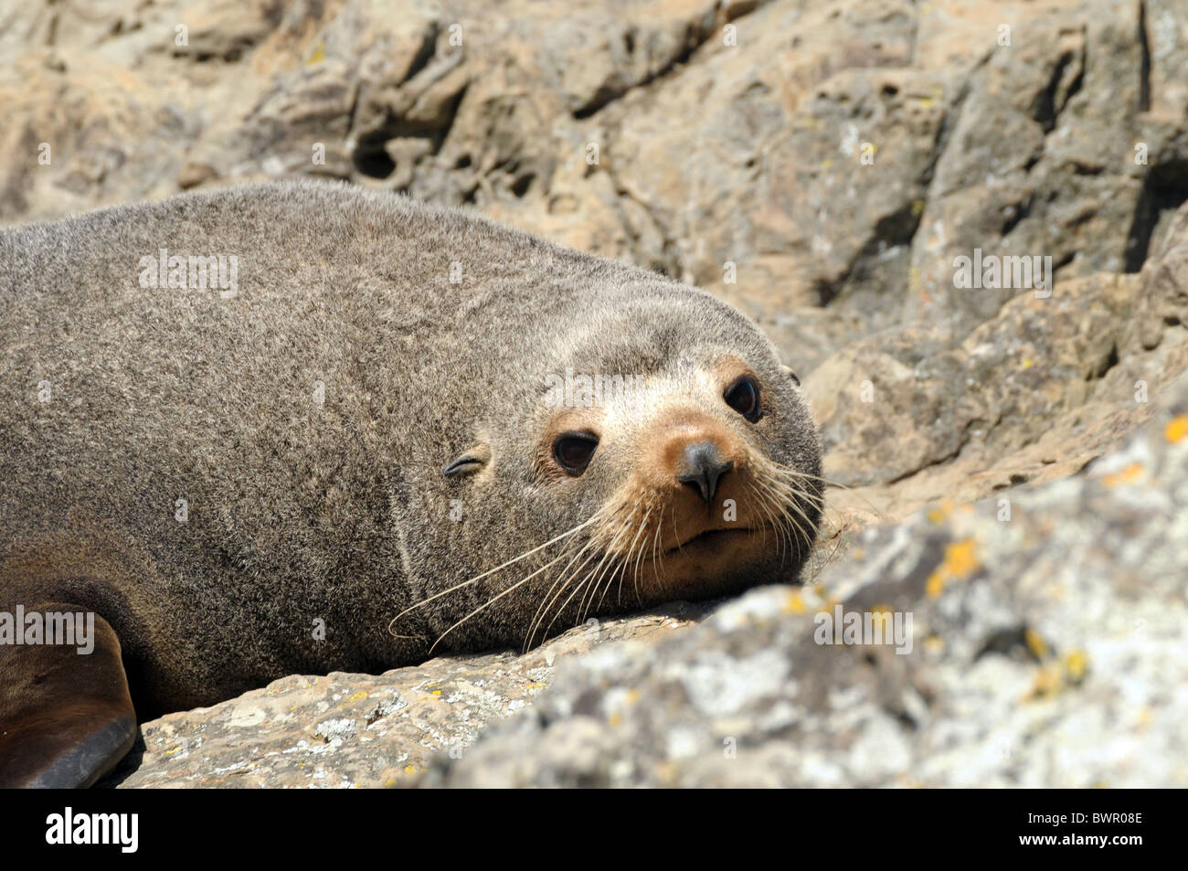 New Zealand Seebär Arctocephalus forsteri Stockfoto