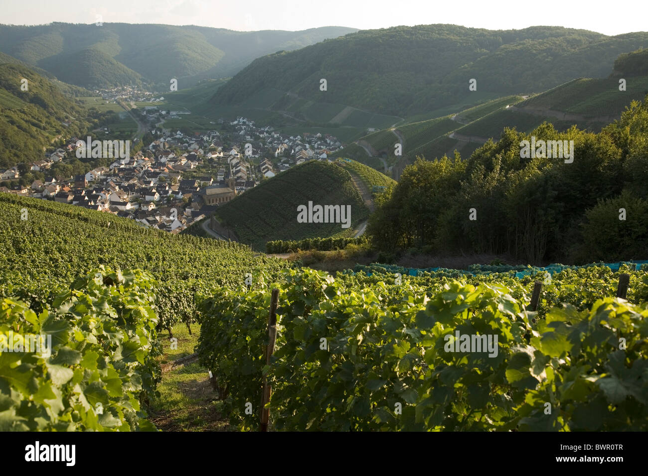 Deutschland Europa Rheinland-Pfalz Dorf von Dernau Ahr Tal Landkreis Ahrweiler Weinberge Wein Weinberg re Stockfoto