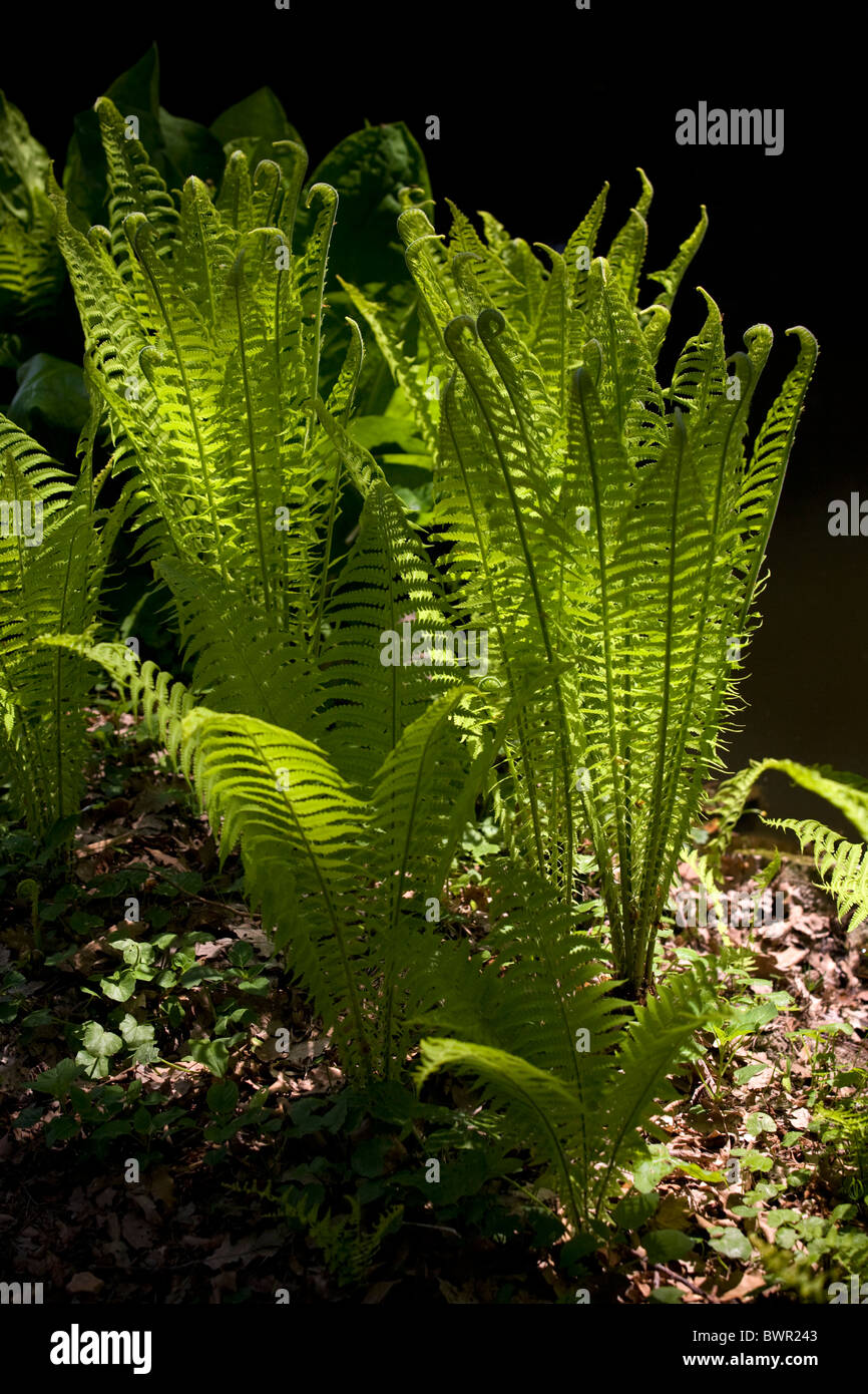 Im Frühjahr, eine schuppige Wurmfarn (Dryopteris Affinis) in einem Garten (Frankreich). Fougère Dryopteris Dans un Jardin au Printemps (Frankreich). Stockfoto