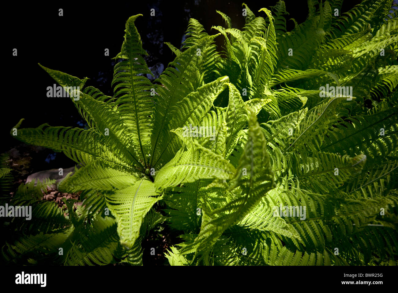 Im Fruhjahr Eine Schuppige Wurmfarn Dryopteris Affinis In Einem Garten Frankreich Fougere Dryopteris Dans Un Jardin Au Printemps Frankreich Stockfotografie Alamy It was produced by former tangerine dream member peter baumann and released by the french label. alamy