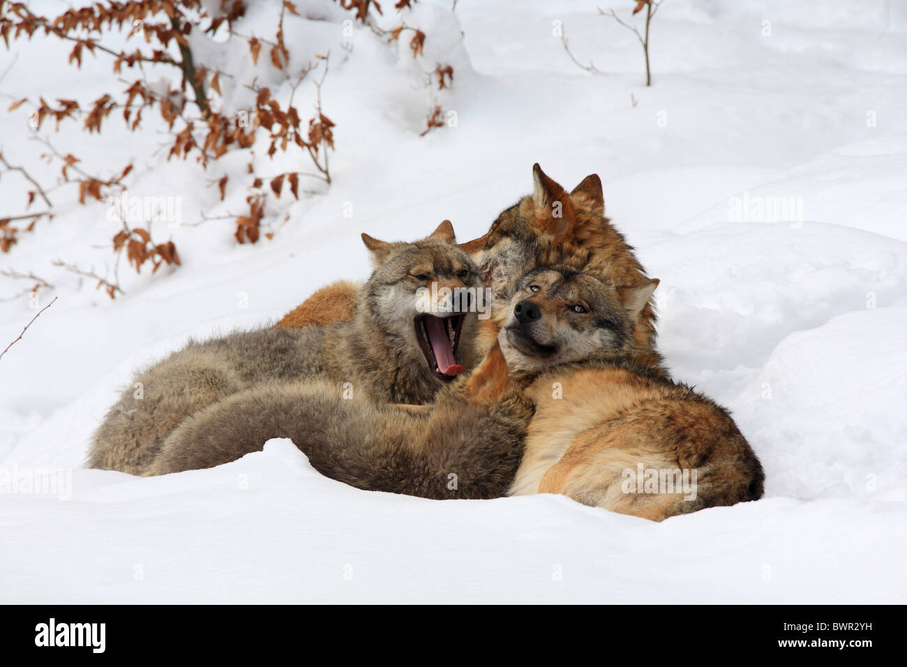 Canis Lupus Lupus europäischen Wolf Bayerischer Wald Nationalpark Bayern Deutschland Europa Winter schneeweiß anima Stockfoto