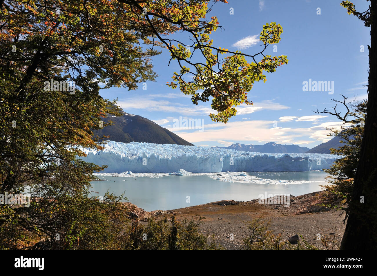 Herbst Blatt Lenga Buche überhängenden eine zentrale Sicht auf Brazo Rico See und Perito Moreno Gletscher Endstation, Anden, Argentinien Stockfoto