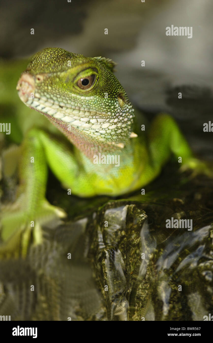 Chinesische Wasser Drachen Physignathus Cocincinus Smaragdeidechse Südost-Asien Malaysia Penang Tier Reptil Stockfoto