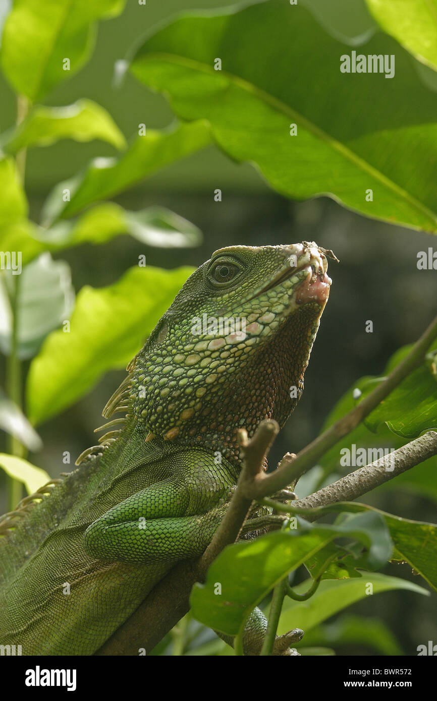Chinesische Wasser Drachen Physignathus Cocincinus Smaragdeidechse Südost-Asien Malaysia Penang Tier Reptil Stockfoto