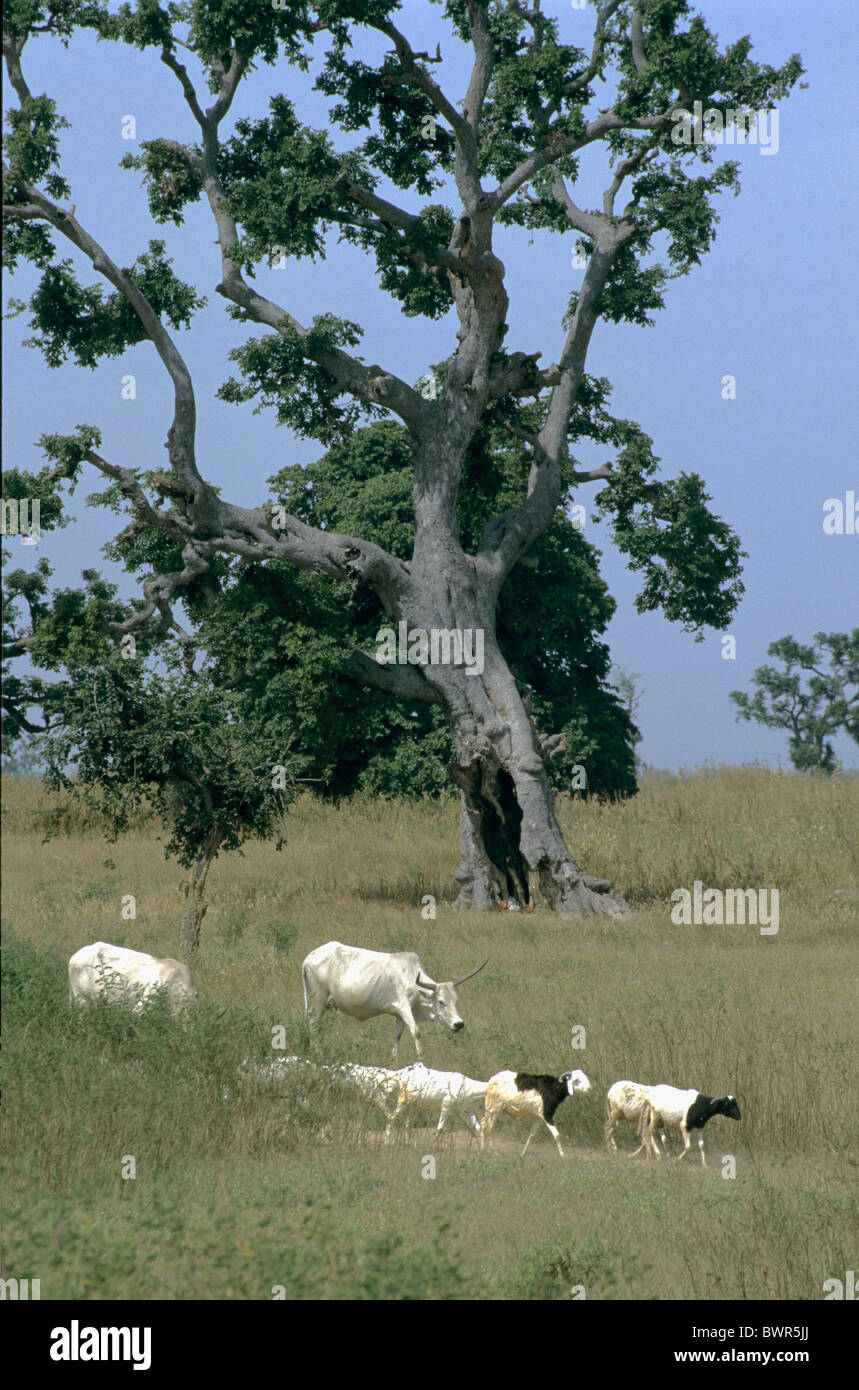 Senegal Petit Cote in der Nähe von Kaolack afrikanischen homing Rinder Ziegen Tiere Natur Baumlandschaft Stockfoto