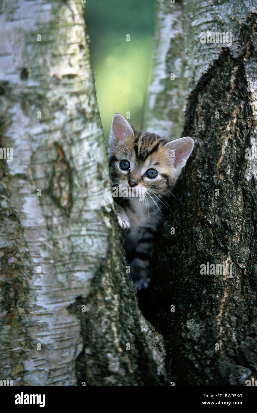 Tabby Katze Kätzchen Kitty jungen Stamm Kratzbaum Stockfoto