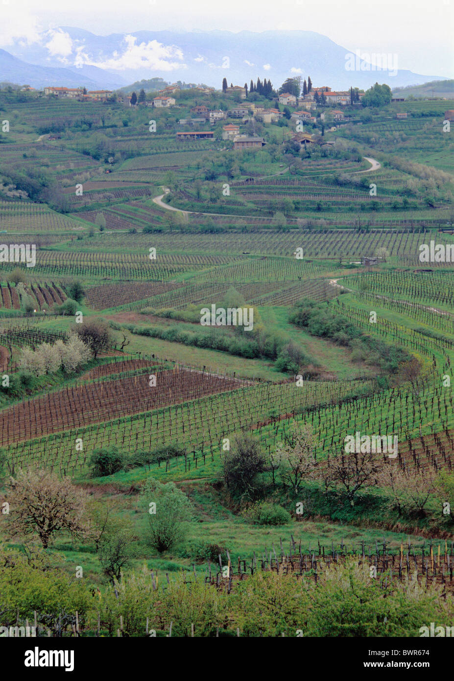 Slowenien Brda Dorf Weinberge italienischen Grenze nahe Dobrovo Landschaft Weinberg Europas Wein Weinregion hills Stockfoto