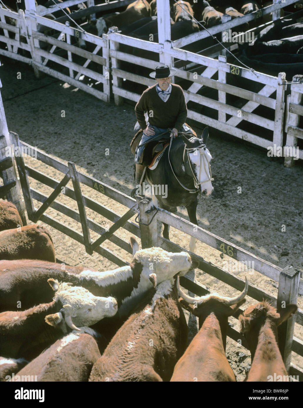 Argentinien Südamerika Buenos Aires Mercado de Liniers Gauchos Gaucho Rindermarkt Südamerika cattl Stockfoto