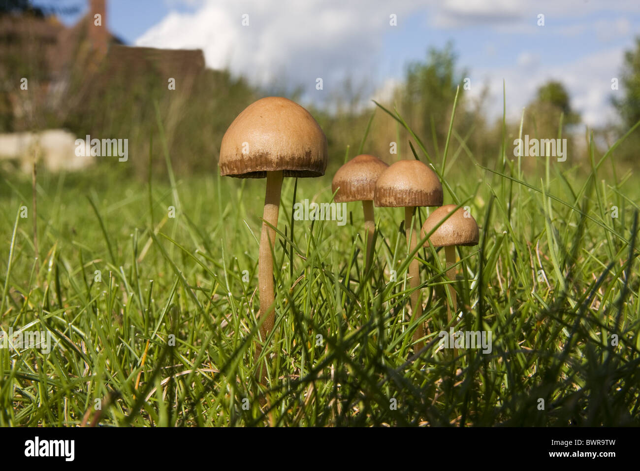 Pilze, Sussex, England Stockfoto