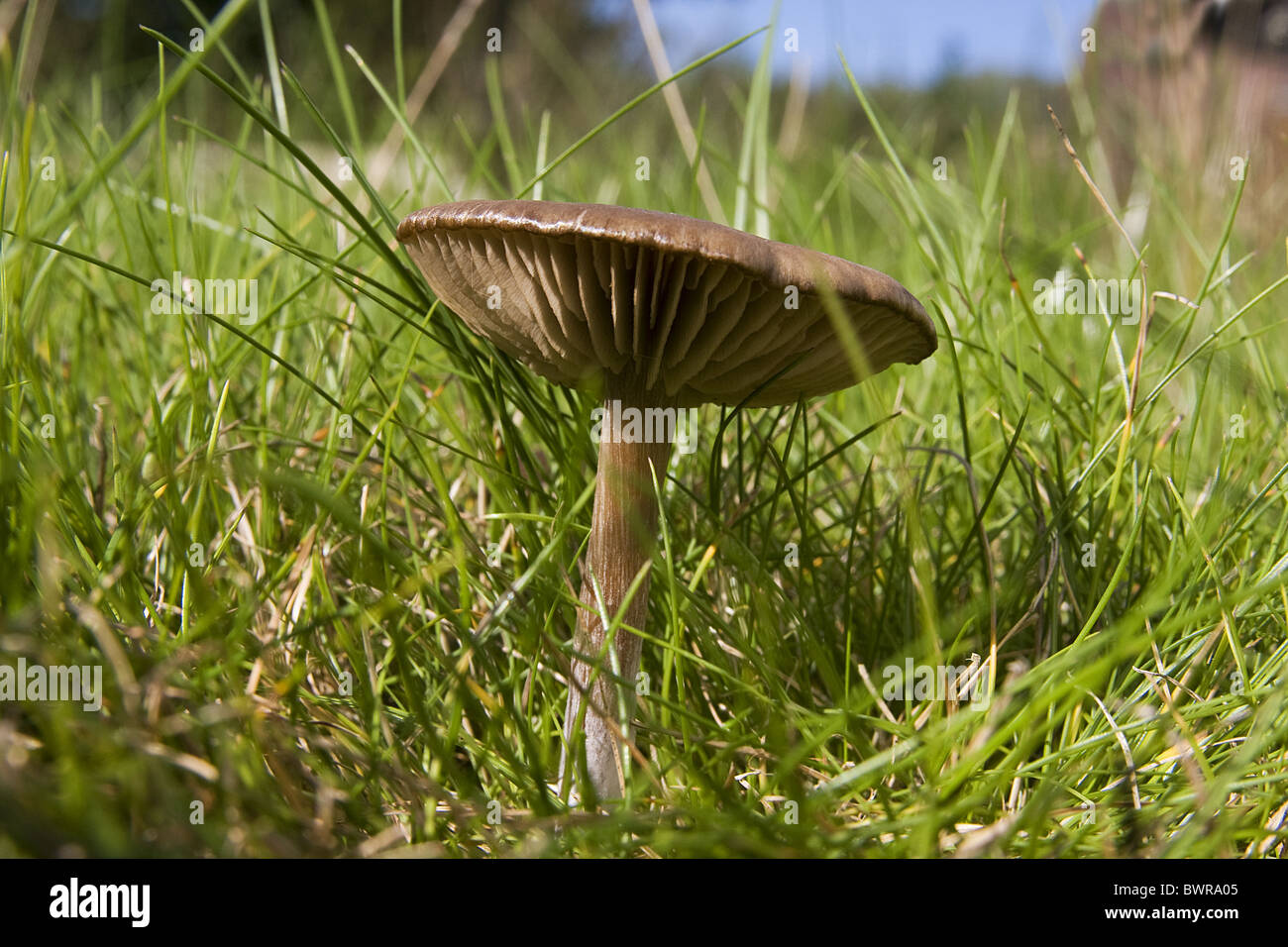 flache Kappe Wildpilz; Sussex, England Stockfoto