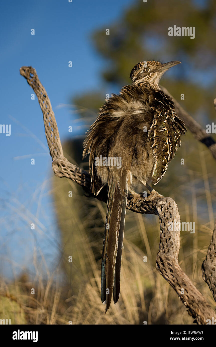 Größere Roadrunner (Geococcyx Californianus) Arizona Erwärmung selbst durch die Errichtung von Federn erlauben Sonne Streikrecht direkt auf der Haut Stockfoto